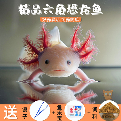 2026年2月13日更新【万能白菜价】的图片 第10张