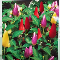 【Красочный перец чили, 40 капсул】