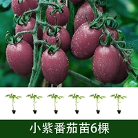 6 маленьких саженцев фиолетовых помидоров (не отправляются в три северо-восточные провинции + Внутреннюю Монголию)