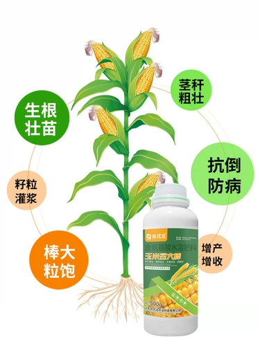 Вода из кукурузного золота -Современные удобрения удобрения и устойчивость к утолщению, анти -дисаза, анти -кадающе, анти -бальд, способствуя корням