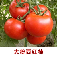 【400 розовых помидоров】