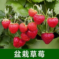 (400 клубники в горшке)