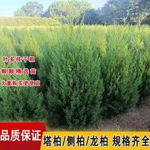 High-quality cypress saplings cypress hinoki cypress cypress arborvitae cold-resistant and drought-resistant evergreen in all seasons ready to dig easy to grow easy to grow