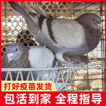 Pigeon live a pair of pet birds original live pigeon racing pigeon viewing pigeon seedlings live pigeon breeding