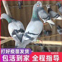 Pigeon live a pair of pet birds original live pigeon racing pigeon viewing pigeon seedlings live pigeon breeding