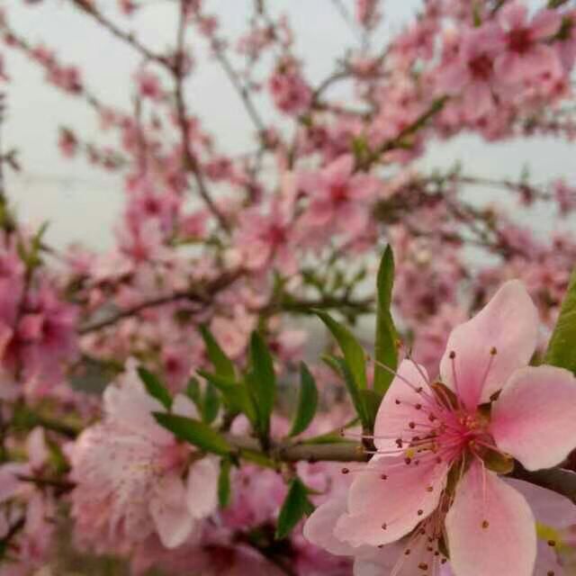 梅兰竹菊生活馆