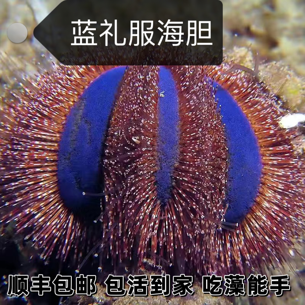 中国古美術✦清大明宣徳紋・緑彩・魚藻紋酒壺３８＊１９✦置物・酒道具・文房具・陶芸 中国古美術✦清大明宣徳紋・緑彩・魚藻紋酒壺