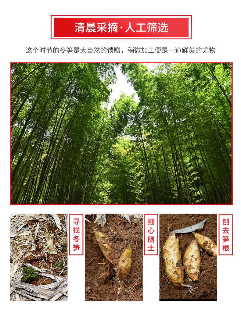 供销社旗下  三侬公社 新鲜冬笋 5斤 图2