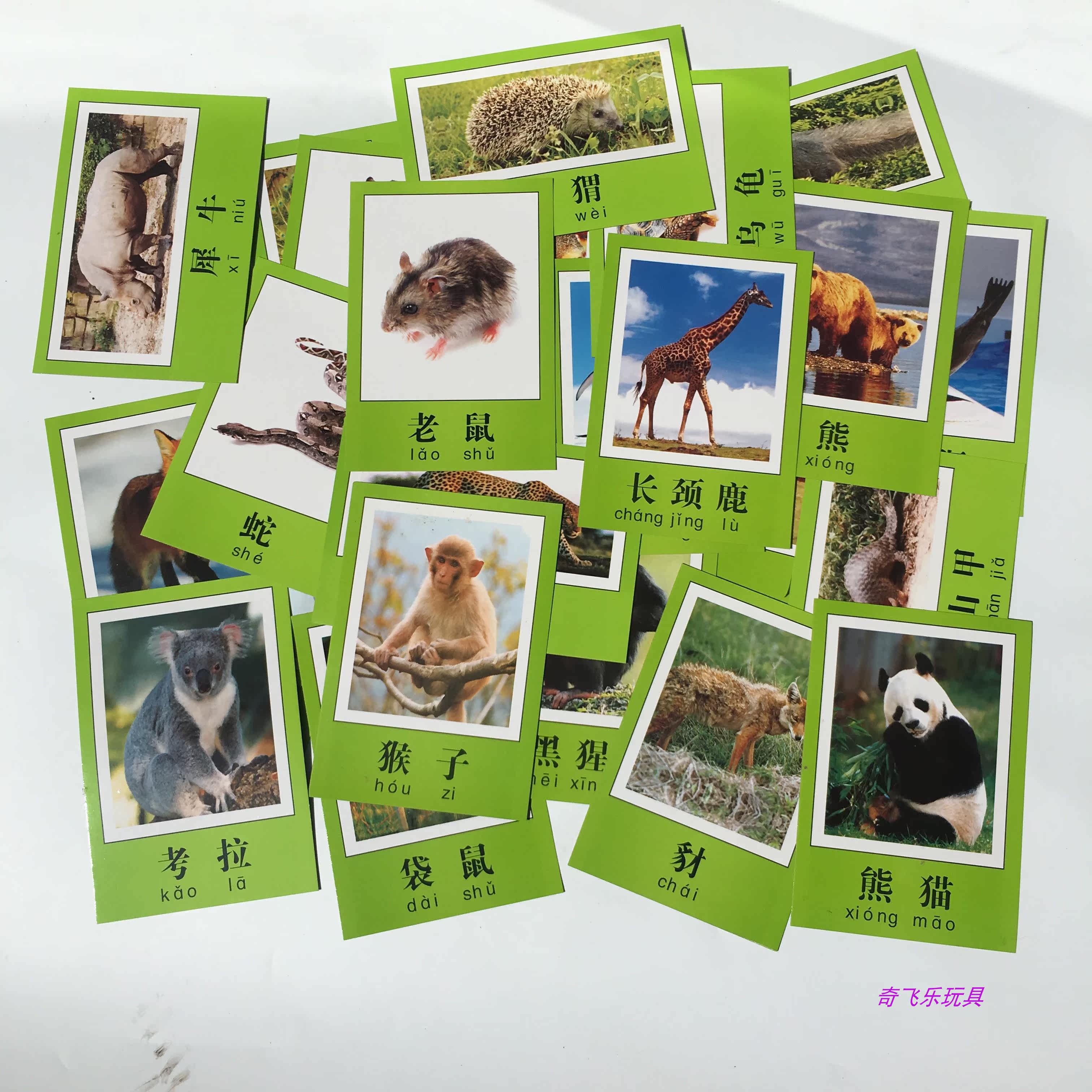 Children Early Education Cards Awareness of Animals Images Color Big Cards Primary School Teachers Teaching Teaching Aids Cards