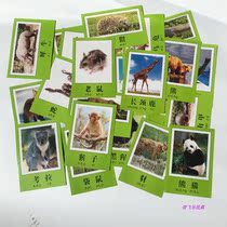 Children Early Education Cards Awareness of Animals Images Color Big Cards Primary School Teachers Teaching Teaching Aids Cards
