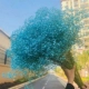 Mua 1 tặng 1 bó hoa gypsophila khô lớn - Trang trí nội thất