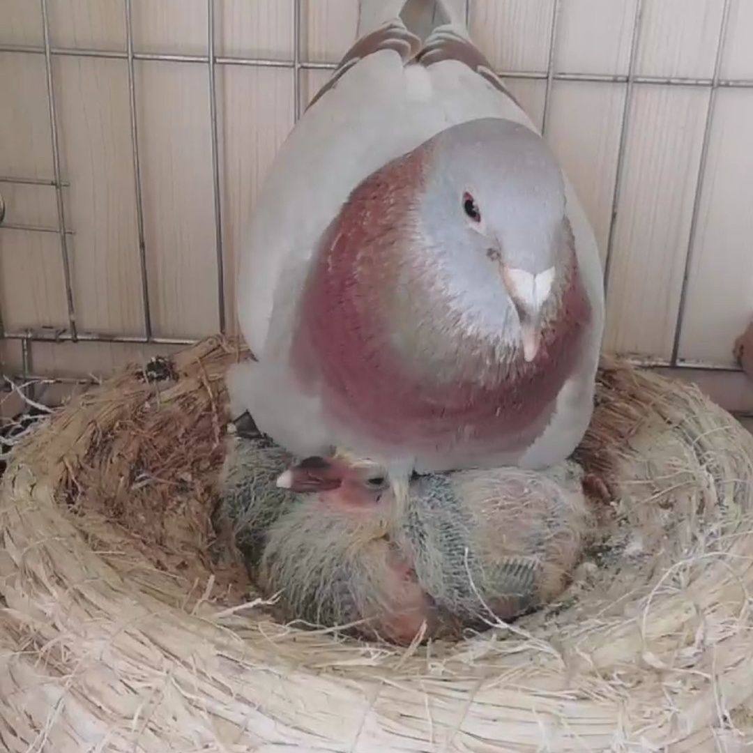 如何挑选红雨点信鸽中的原配种鸽与赛鸽冠军血统幼鸽？