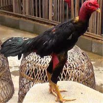 Vietnamese ghost cockfighting in the former chicken fighting chicken in Burmese cockfighting pure cockhen cover chicken cover chicken pack to live home
