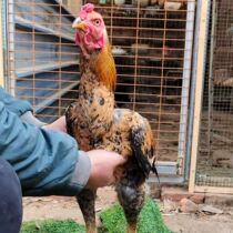 Cockfighting Vietnamese ghost cockfighting cockrocker live chicken cockfighting adult cocks and ghost hen fighting chicken