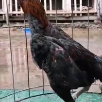 Video selection of pure Vietnamese ghost middle-atoll cannon-adult cockfighting for about 67 or so