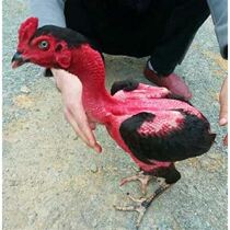 Vietnam Egg Gap Pure Ghost Spell Rocket Seedle Live Feed egg Roll Hatch in the Primary Egg Struggle