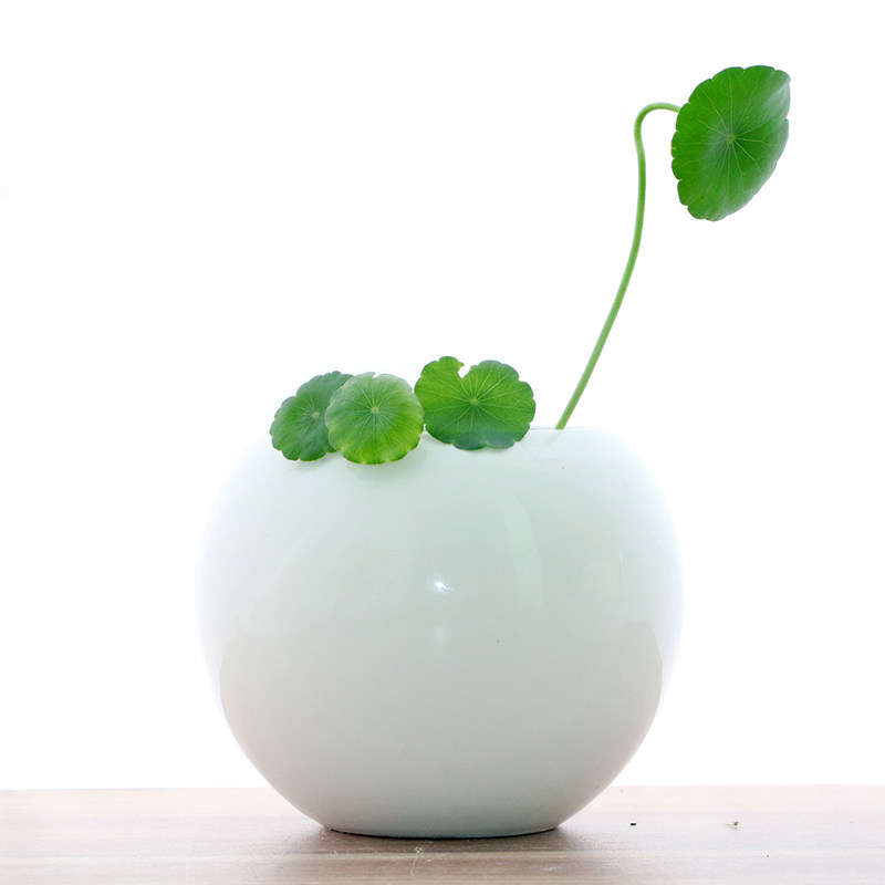 White flower pot ceramic non-porous copper money grass bowl lotus water lily hydroponic gold Gefacai tree Wenzhu container clearance special offer