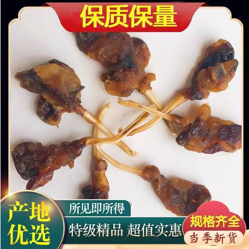 貂鞭干貂鞭煲汤大滋补养生整条天然男性散装泡酒药材貂鞭猪鞭牛鞭