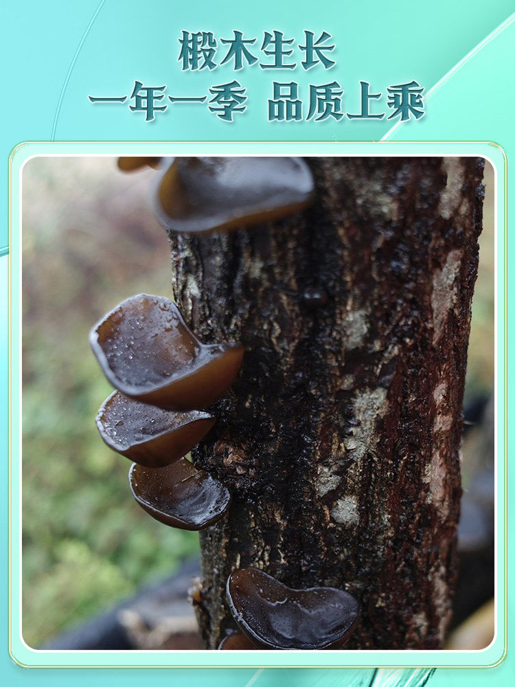 Natural Premium Black Fungus from Autumn Harvest, Dried Specialty from Tongjiang, Sichuan, Rootless and Sulfur-Free