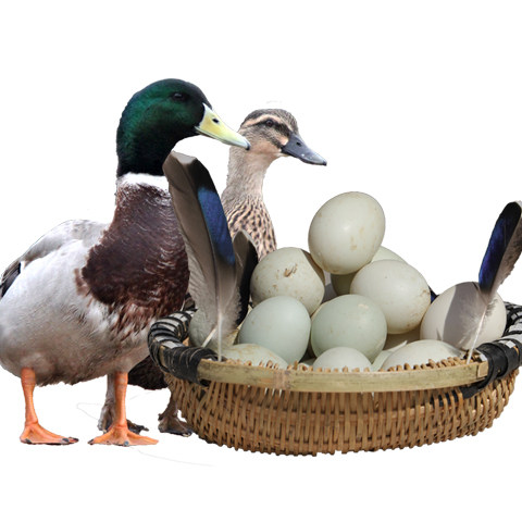 Hubei green duck eggs 20 packed Shunfeng fresh eggs shipping Hubei special production lake pond