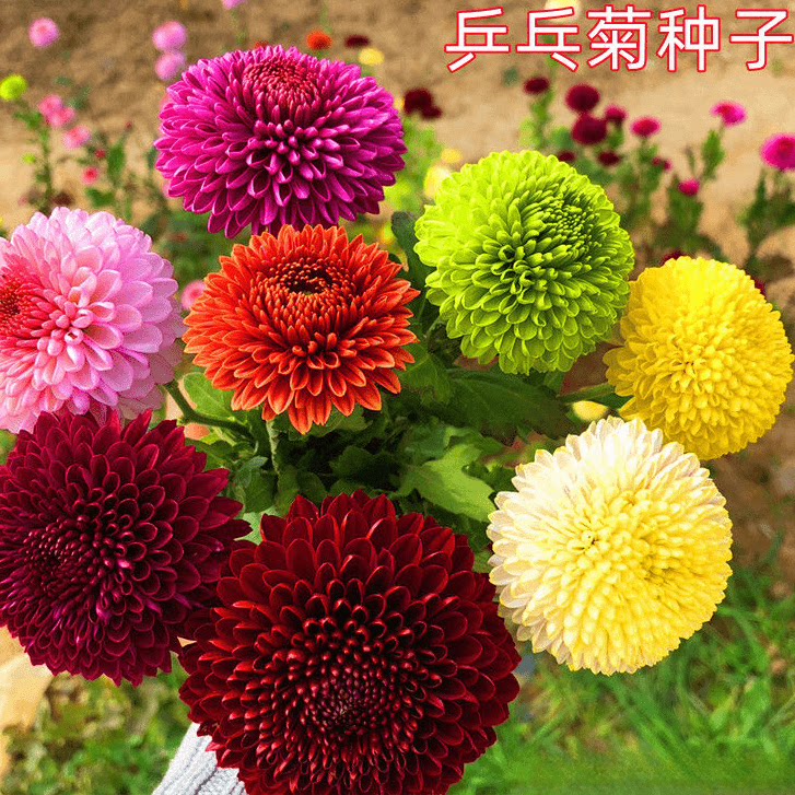 绿臻籽阁