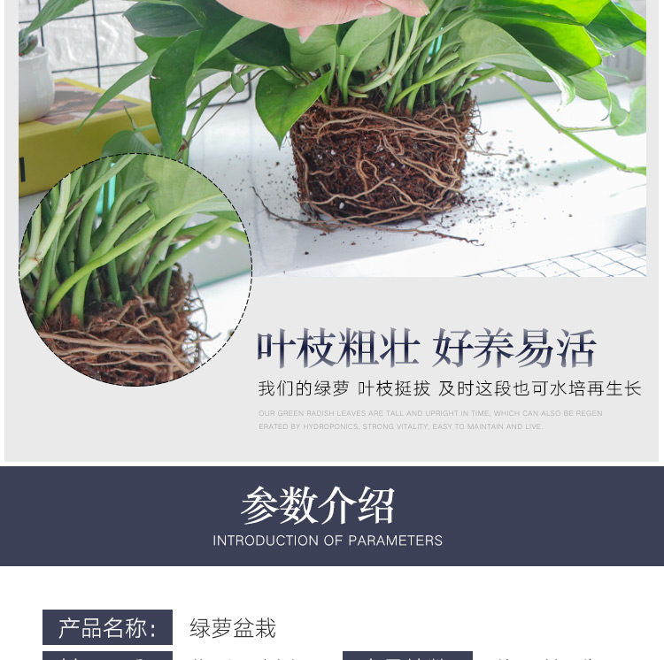 绿萝盆栽 办公室带盆植物 4大盆】 图6