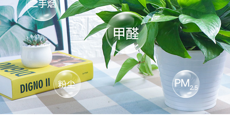 绿萝盆栽 办公室带盆植物 4大盆】 图3