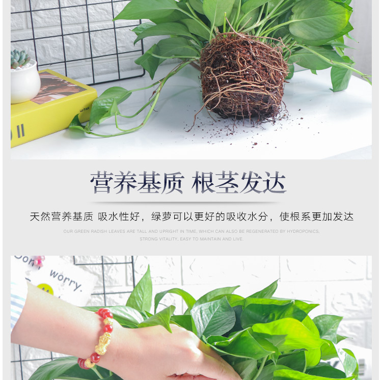 绿萝盆栽 办公室带盆植物 4大盆】 图5