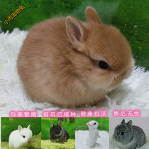 Pet Rabbit living Things Mini dwarf rabbit teacup Rabbit Pineal Crab Apple small body type Hefei Dutch house Breeding Kits Live