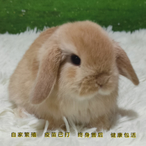 Bag Live Home Breeding Nets Red Import Lineage Pure Breeds Short Woolen Lobes Living Quarters Rabbit Hefei Pets