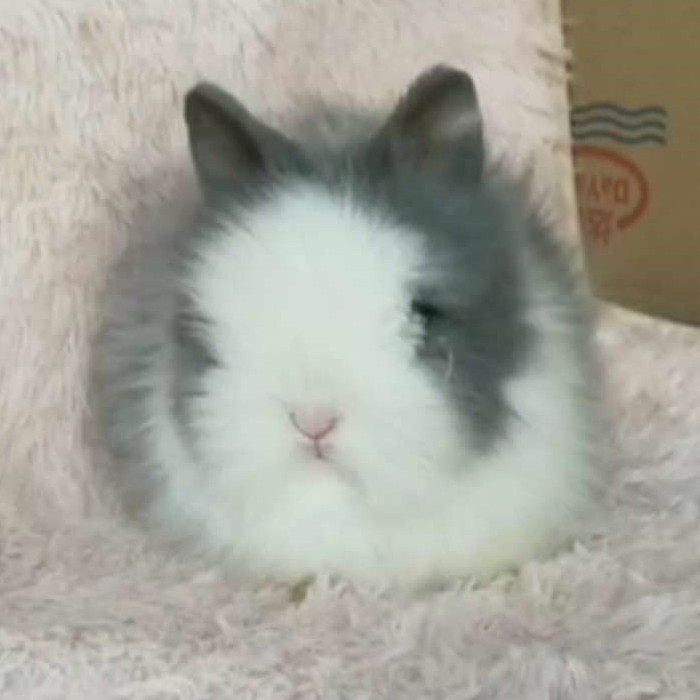 Pack live purebred pets cover face cat cat water hyacinth dwarf Dutch lop ear live dormitory Hefei Rabbit Factory direct sales