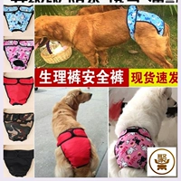 Моча мочи домашних собак без влажных брюк под нижнее белье.