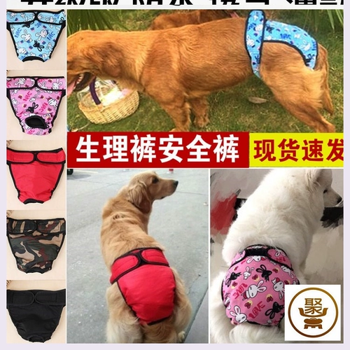 Моча мочи домашних собак без влажных брюк под нижнее белье.