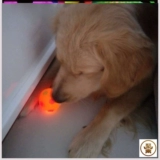 Эластичная мигающая игрушка для тренировок, домашний питомец, кошки и собаки, издает звуки