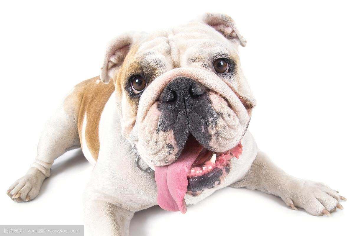 英斗幼犬专营英国斗牛犬纯种斗牛犬宠物狗狗家庭小型好养英国斗牛-淘宝网, image size:1200x800