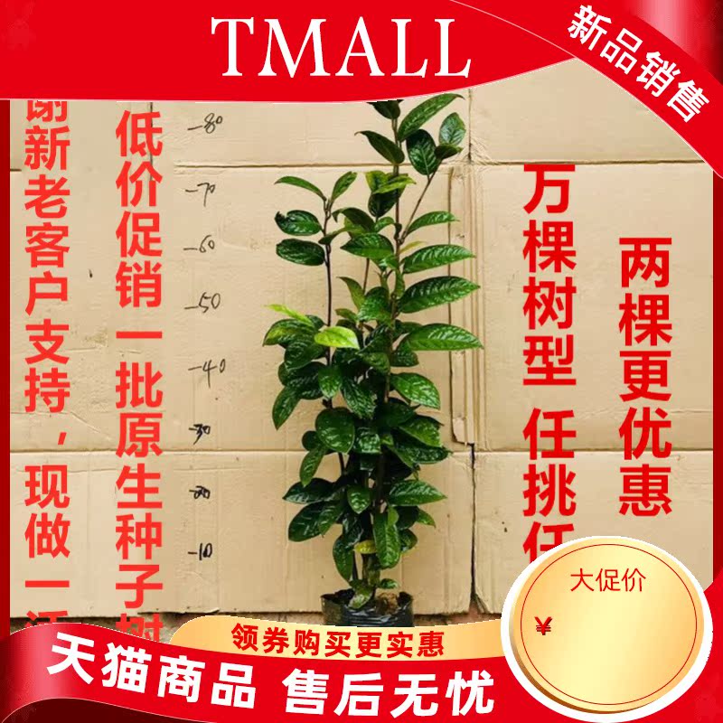 Hundreds of the general kind of gold mountain tea tree farmers self - marketing super gold scented tea tree seedlings and potted the plants