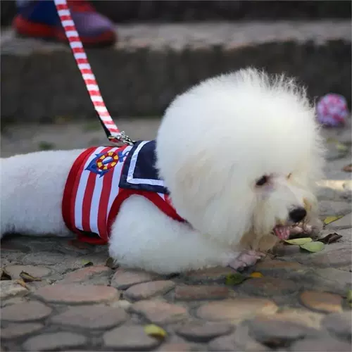 Universal Puppy Poodle сжимается и втянувшаяся веревка для выгула Dog Conture Dog может отрегулировать тягу безопасной веревкой