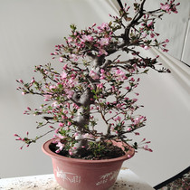 Weeping Begonia Potted Ground Plant Ornamental Green Plant Flowers