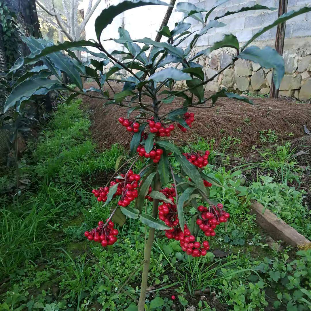 深山农家