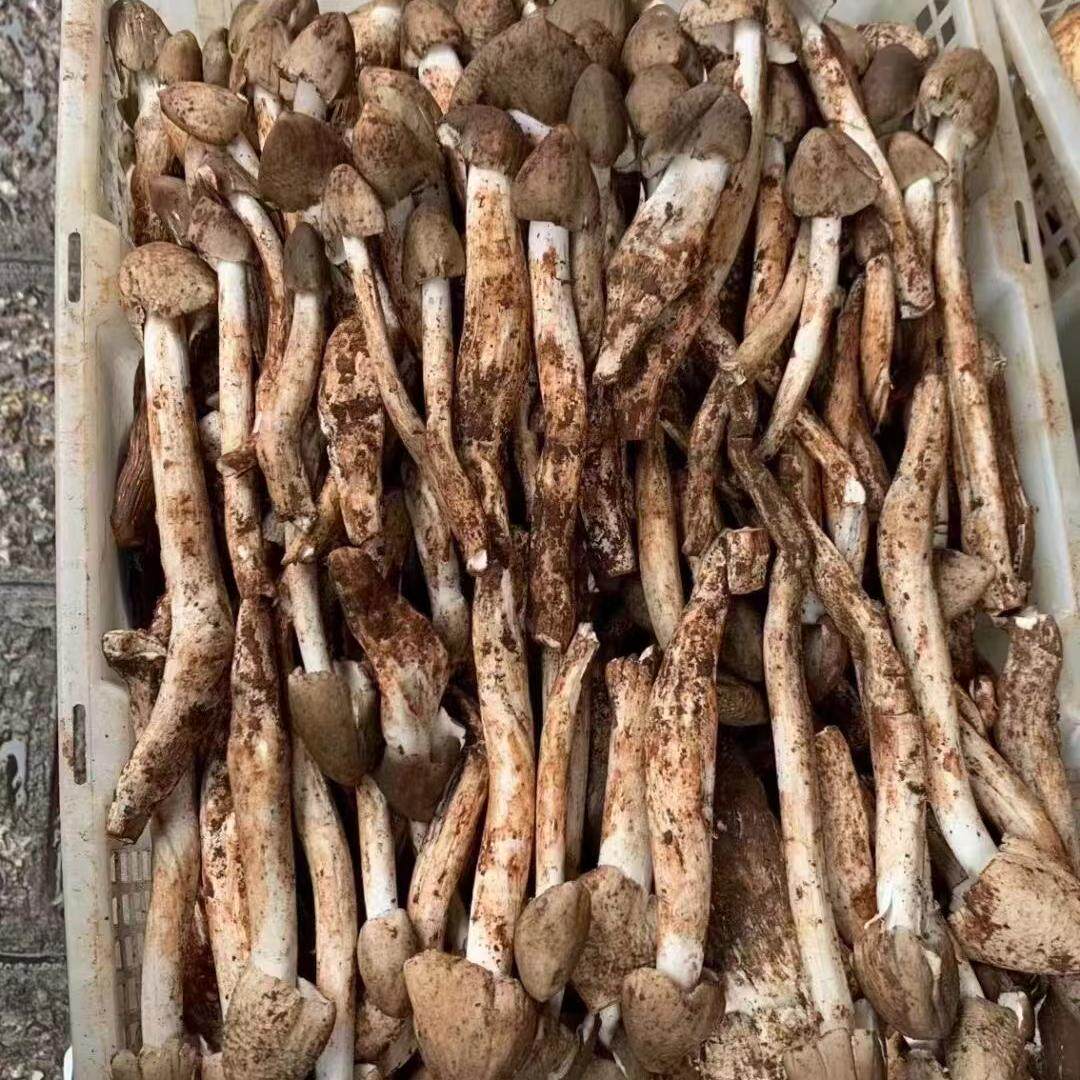 云南丽江野生鸡枞菌:未开伞子弹头的清鲜盛宴,错过等一年!-新鲜松茸-淘宝百科网