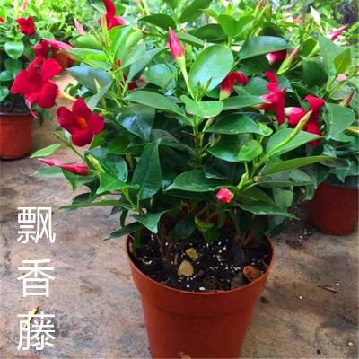 Wanli fragrant rattan potted green plant flowers four seasons flowering plants Indoor balcony climbing rattan courtyard double happiness rattan flowers 