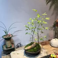 Купите один, получи один бесплатно (большая доля, чтобы отправить небольшие кучи).