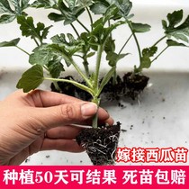 嫁接西瓜苗8424超甜冰糖麒麟西瓜种懒汉瓜美都南方盆栽蔬菜2K秧苗