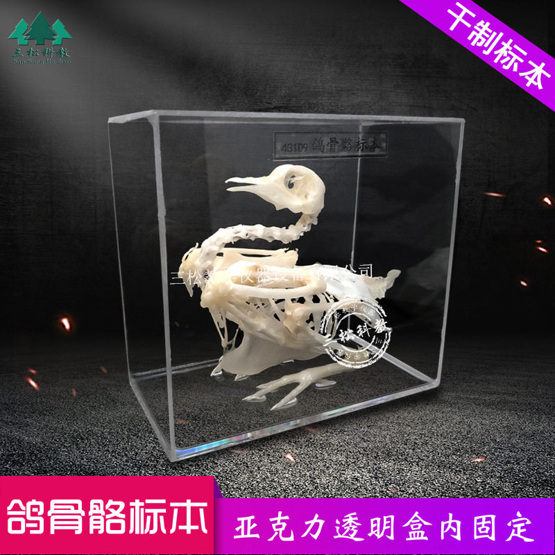 鸽子骨骼标本 鸽子骨架子拼接教具 教学展厅科研农业展馆解剖研究