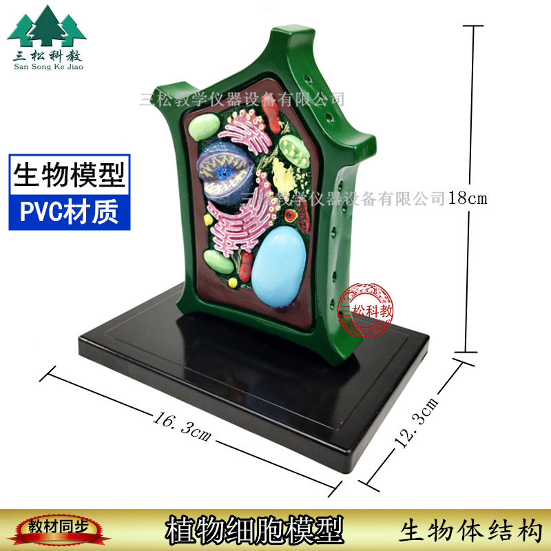 植物细胞模型 生物解剖模型 植物显微标本 教学教具 细胞放大模型