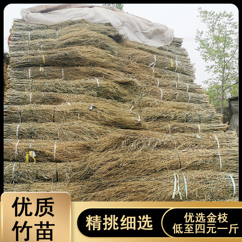 Yaohe bamboo branches golden branches bamboo seedlings bamboo strips broom strips bamboo broom raw materials plants bamboo bamboo leaves old branches