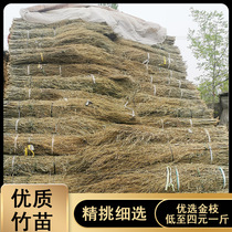 Yao River Bamboo Branches Golden Branches Bamboo Slim Bamboo Strips Broom Strips Bamboo Sweep The Raw Materials Plant Bamboo Woolen Bamboo Drop Leaves Old Branches