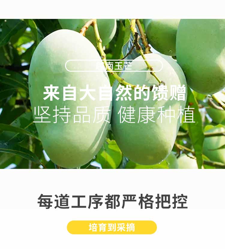 越南进口 玉芒 大青皮芒果 带箱10斤 图7