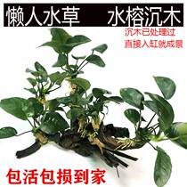 Lazy water banyan sunken wood aquatic grass fish tank landscaping decoration four seasons submerged fresh water negative grass live plant water banyan tree