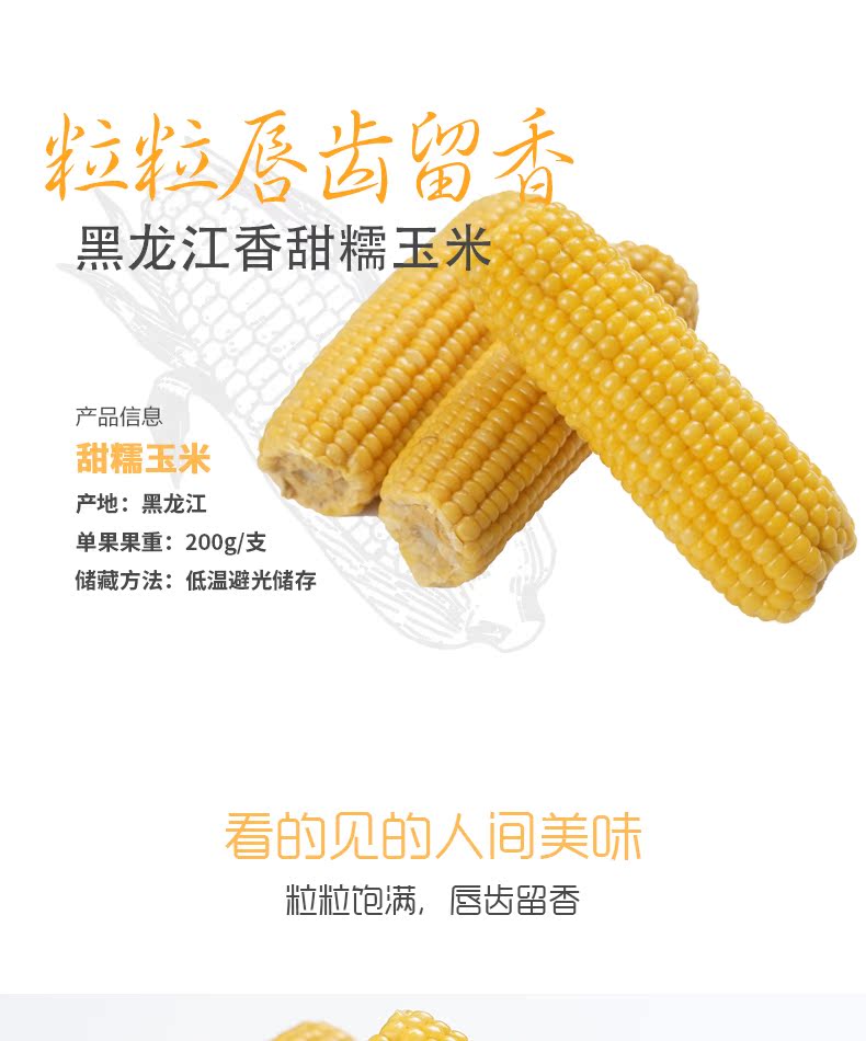 东北黑龙江甜糯玉米 10穗 图1